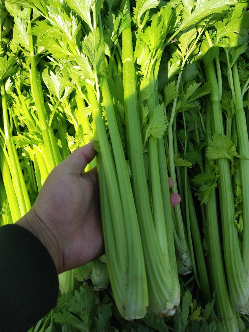 精品芹菜，基地直发，一手货源、有想要的来找我、代发货也行