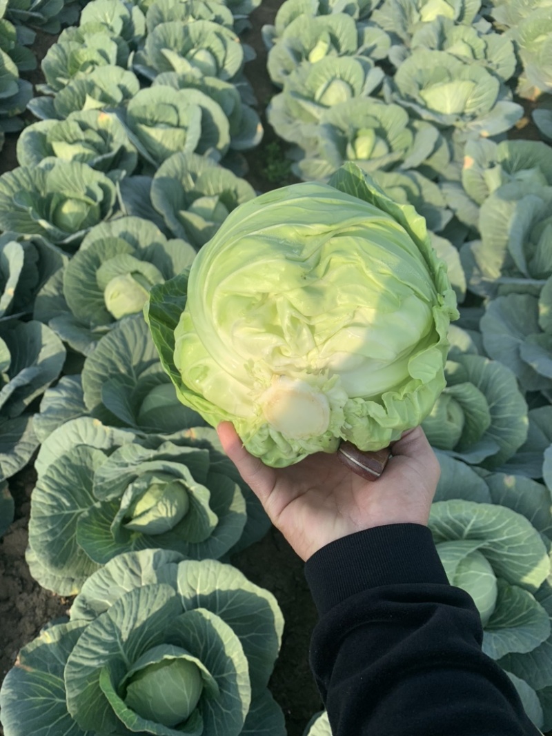 甘蓝.大量上市需要的联系，欢迎新老客户致电订购