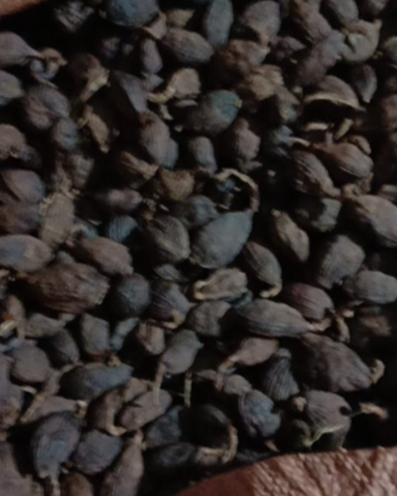 草果盈江干草果都是好货今年的货保证没陈货质量杠杠的