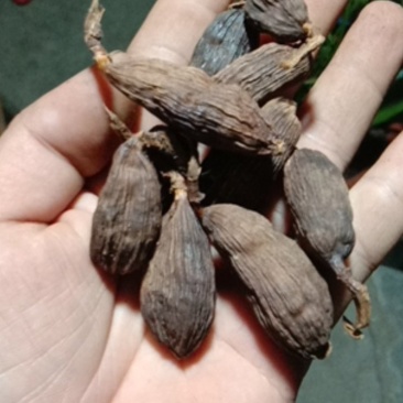 草果盈江干草果都是好货今年的货保证没陈货质量杠杠的