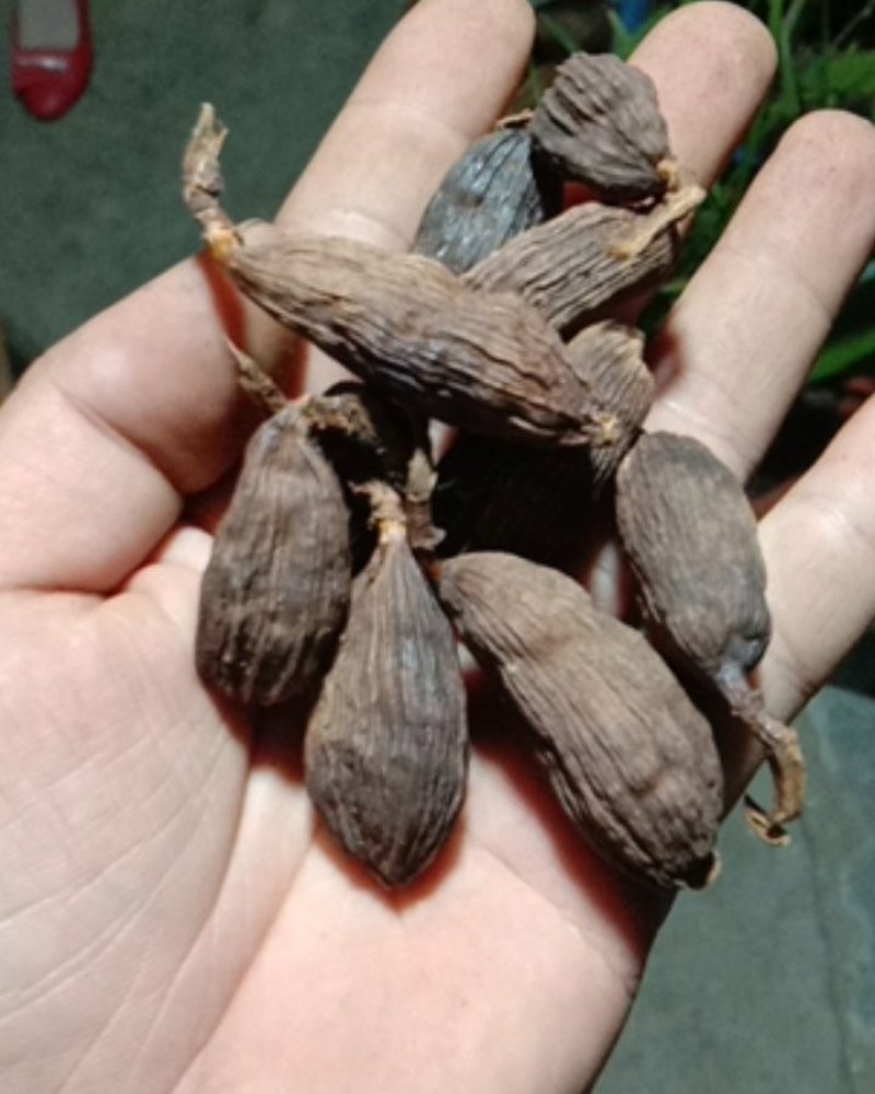 草果盈江干草果都是好货今年的货保证没陈货质量杠杠的