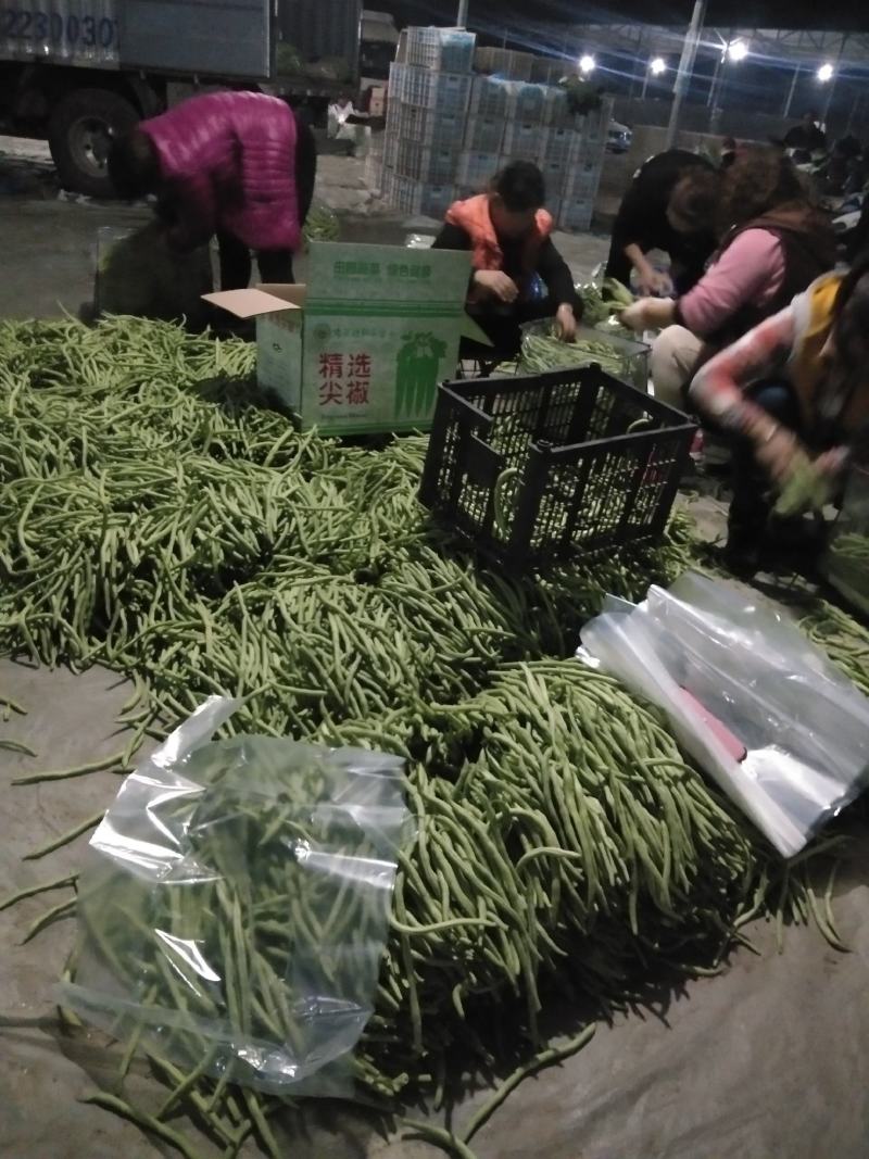 芸豆大量上市！价格便宜