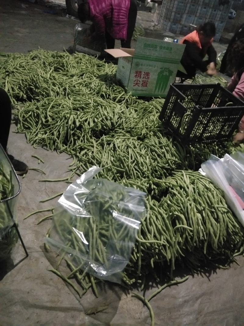 芸豆大量上市！价格便宜