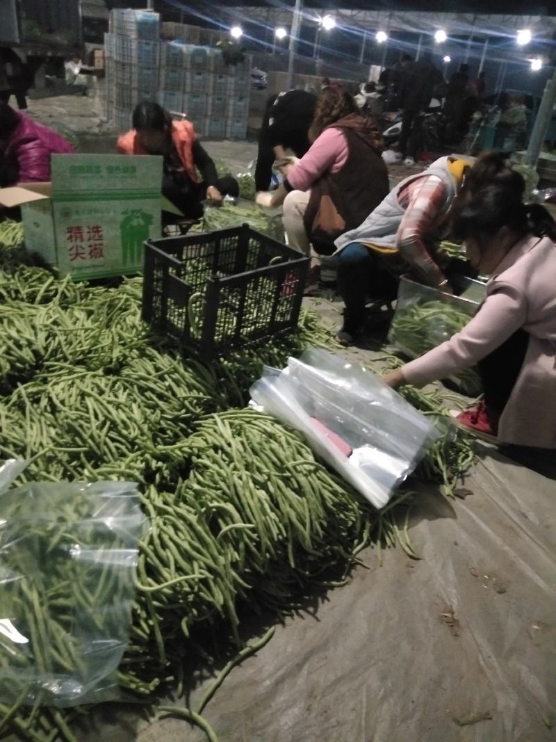 芸豆大量上市！价格便宜