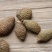 广州人胖大海大粒饱满精选货宜喉咙不适者食用支持一件代发