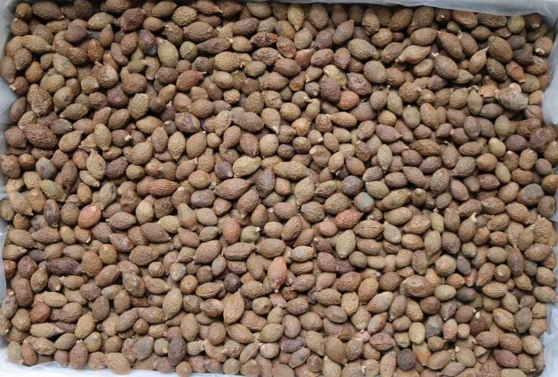 广州人胖大海大粒饱满精选货宜喉咙不适者食用支持一件代发