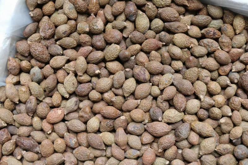 广州人胖大海大粒饱满精选货宜喉咙不适者食用支持一件代发