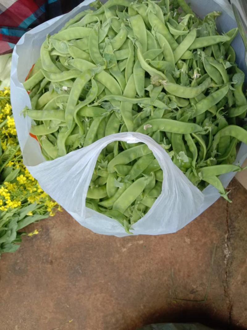 荷兰豆豌豆广西荷兰豆大量上市产地直供量大价优欢迎采购