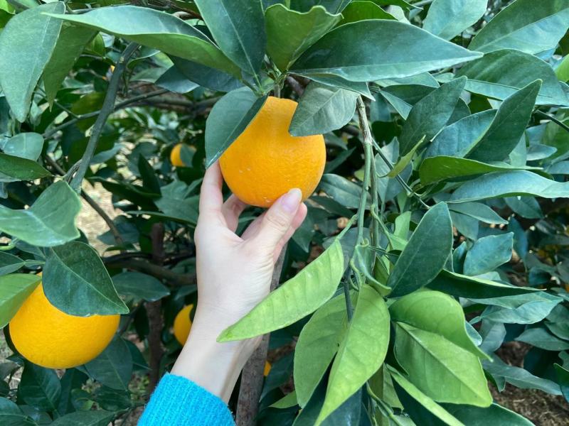 赣南脐橙赣南产地直达果冻橙孕妇橙甜甜甜，白菜价