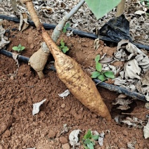 葛根种植基地，直发货品大量供应，整车走货