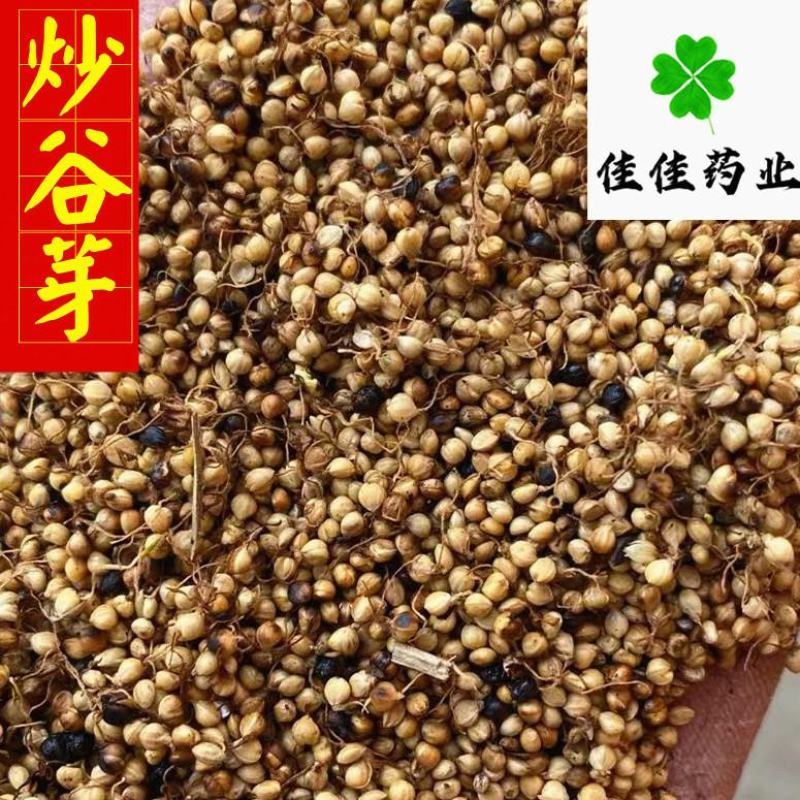 谷芽生谷芽芽多新货另有炒谷芽产地直销