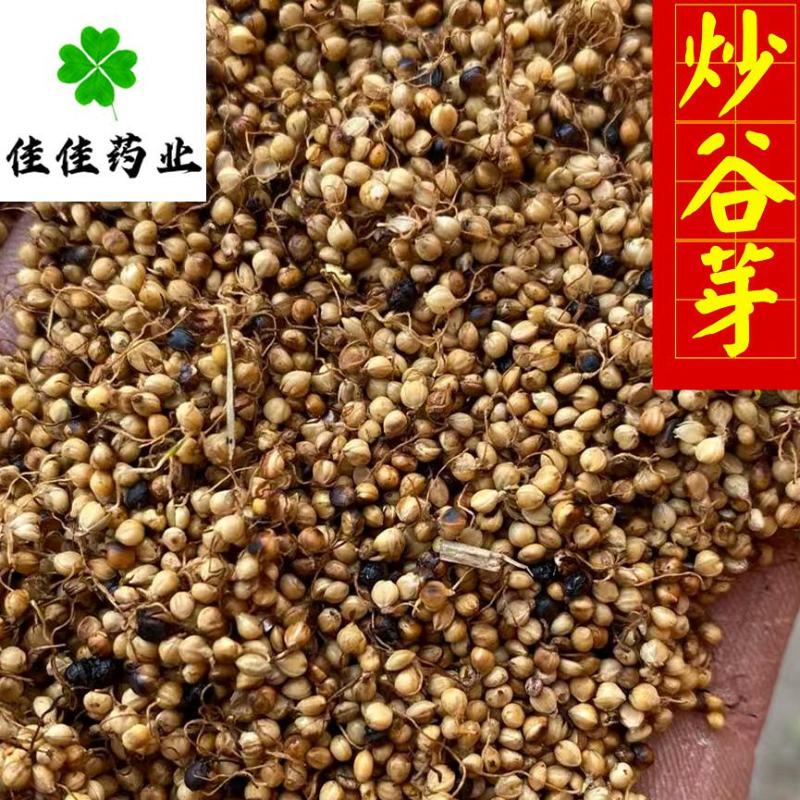 谷芽生谷芽芽多新货另有炒谷芽产地直销