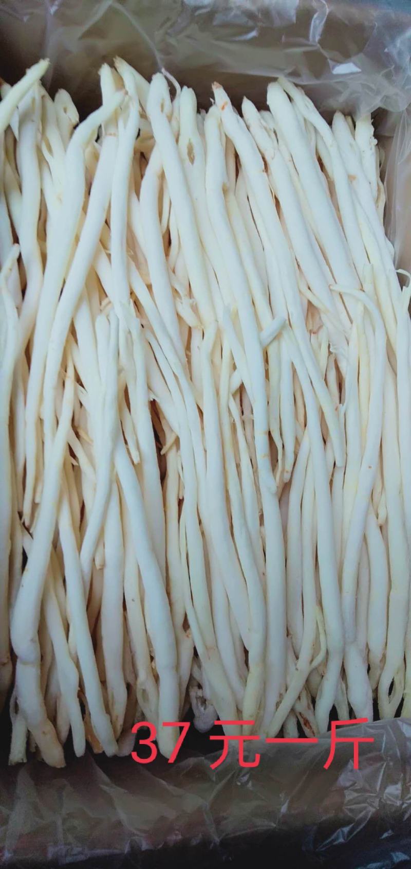 【精品】川明参地摊货，整年供货。沟通好下单，以免货发错