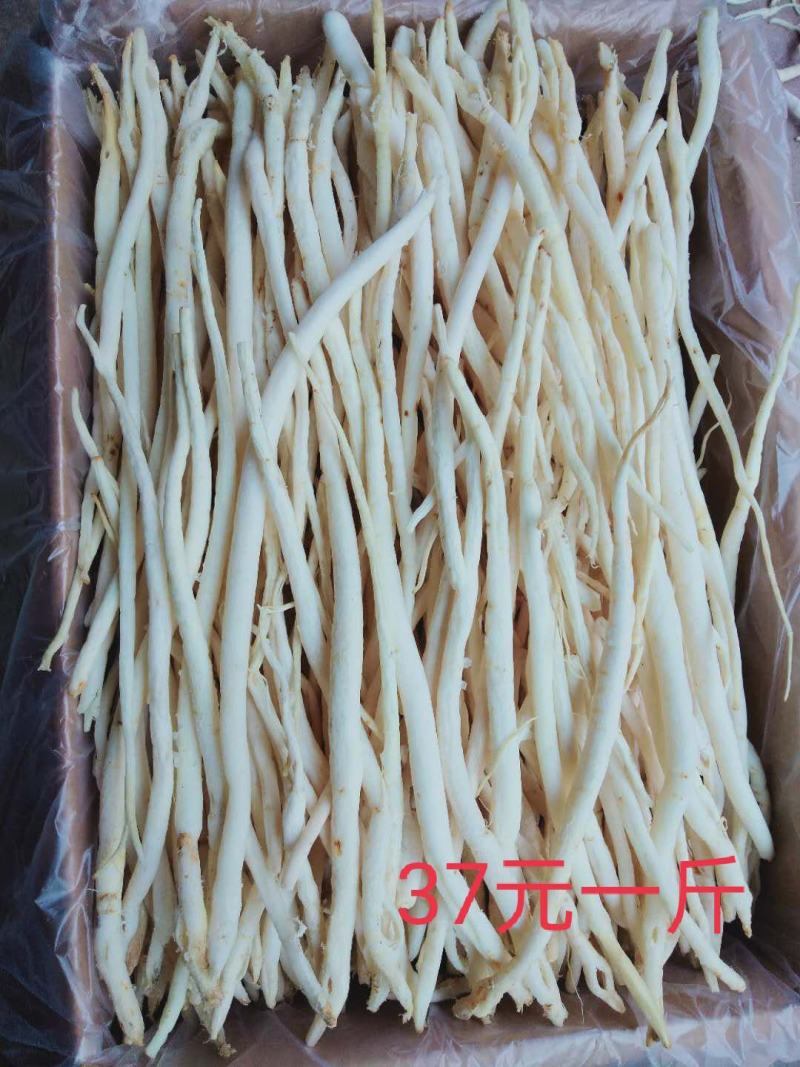 【精品】川明参地摊货，整年供货。沟通好下单，以免货发错