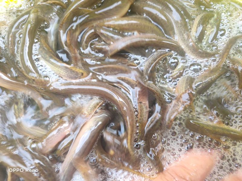 杂交泥鳅苗包品种纯包成活、包回收、技术指导