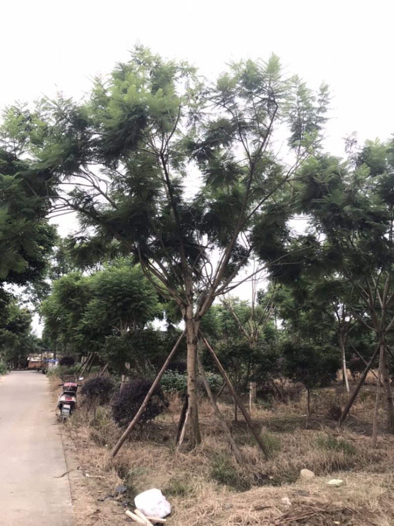 蓝花楹成都蓝花楹基地四川蓝花楹工程用蓝花楹精品蓝花楹