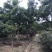 蓝花楹成都蓝花楹基地四川蓝花楹工程用蓝花楹精品蓝花楹