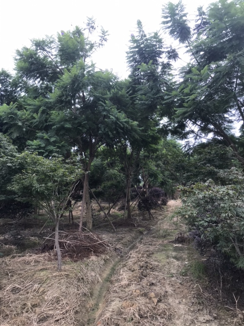 蓝花楹成都蓝花楹基地四川蓝花楹工程用蓝花楹精品蓝花楹