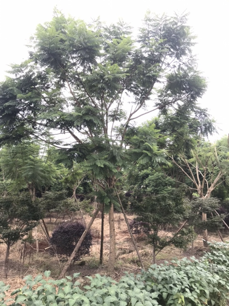 蓝花楹成都蓝花楹基地四川蓝花楹工程用蓝花楹精品蓝花楹