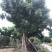 蓝花楹成都蓝花楹基地四川蓝花楹工程用蓝花楹精品蓝花楹