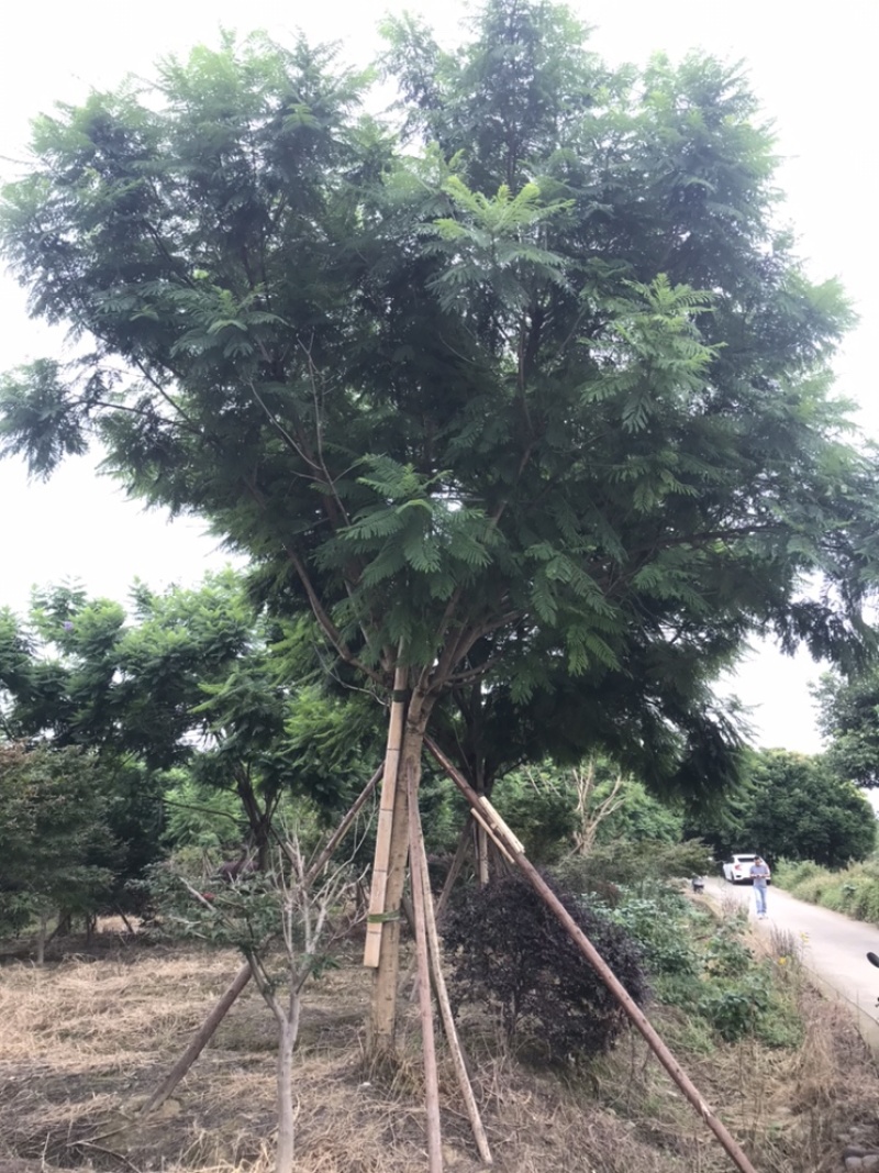 蓝花楹成都蓝花楹基地四川蓝花楹工程用蓝花楹精品蓝花楹