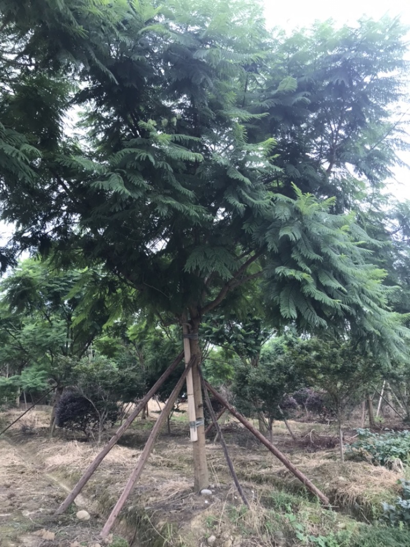 蓝花楹成都蓝花楹基地四川蓝花楹工程用蓝花楹精品蓝花楹