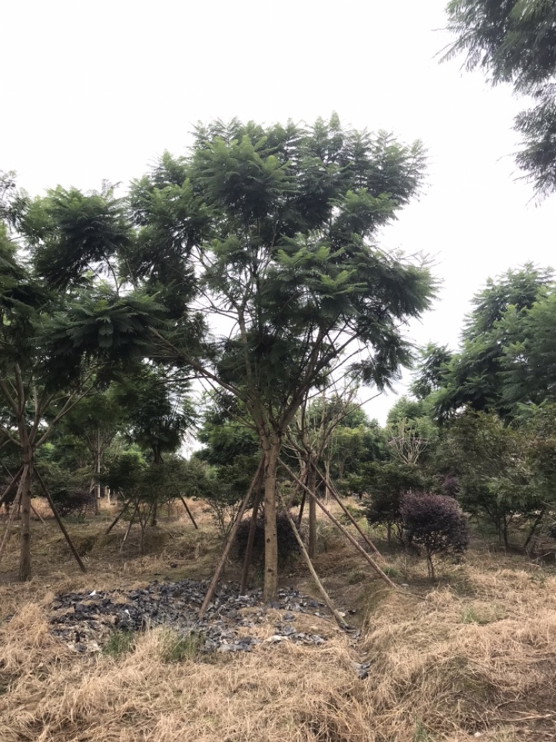 蓝花楹成都蓝花楹基地四川蓝花楹工程用蓝花楹精品蓝花楹