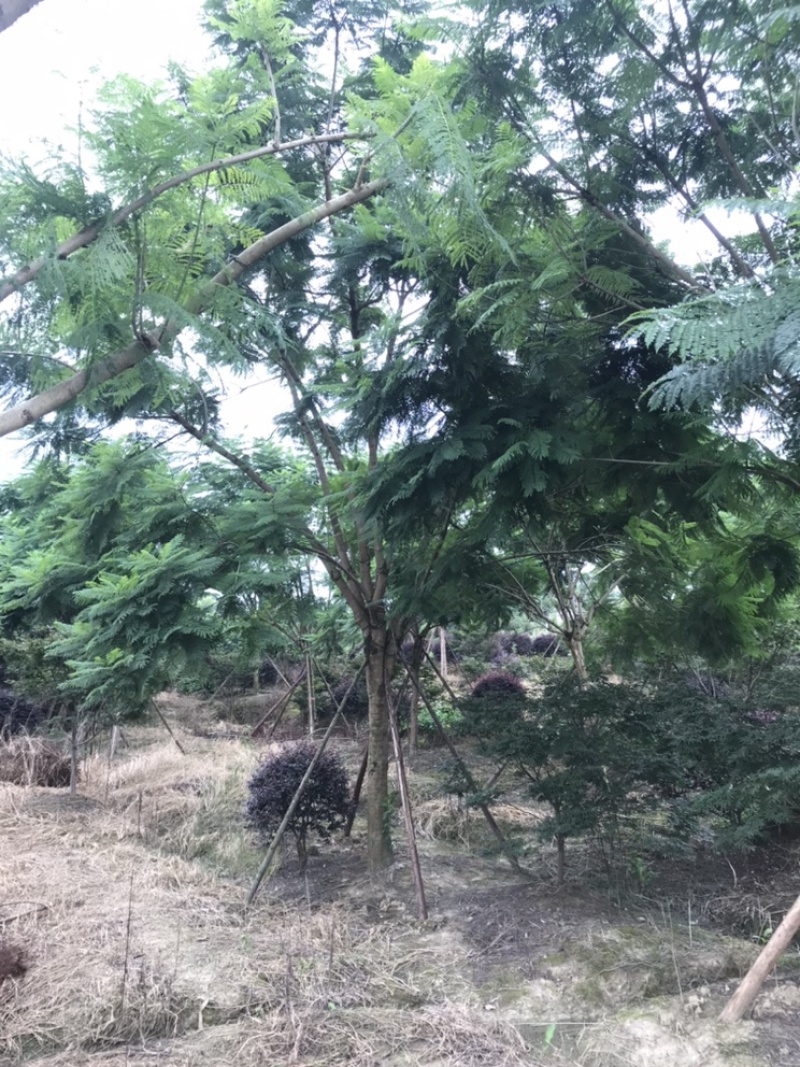 蓝花楹成都蓝花楹基地四川蓝花楹工程用蓝花楹精品蓝花楹
