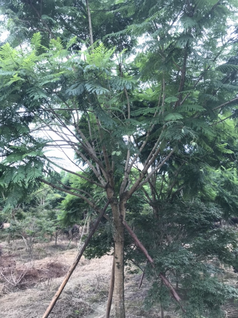 蓝花楹成都蓝花楹基地四川蓝花楹工程用蓝花楹精品蓝花楹