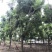 蓝花楹成都蓝花楹基地四川蓝花楹工程用蓝花楹精品蓝花楹