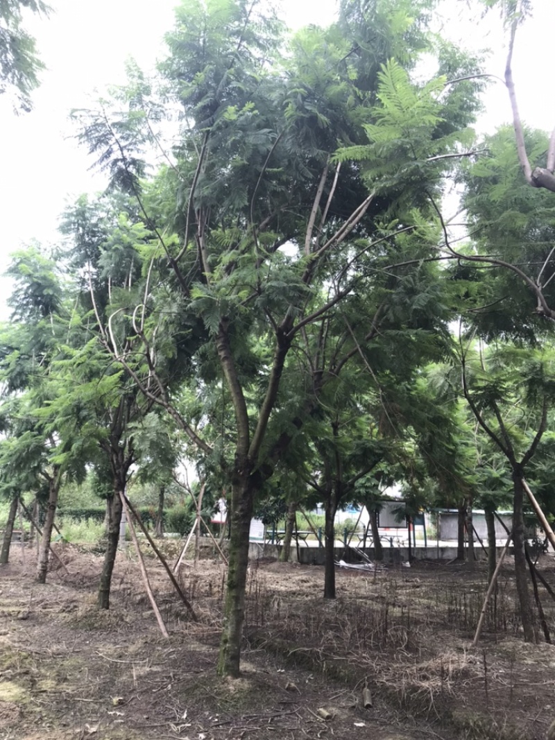 蓝花楹成都蓝花楹基地四川蓝花楹工程用蓝花楹精品蓝花楹