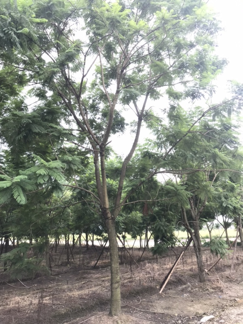 蓝花楹成都蓝花楹基地四川蓝花楹工程用蓝花楹精品蓝花楹