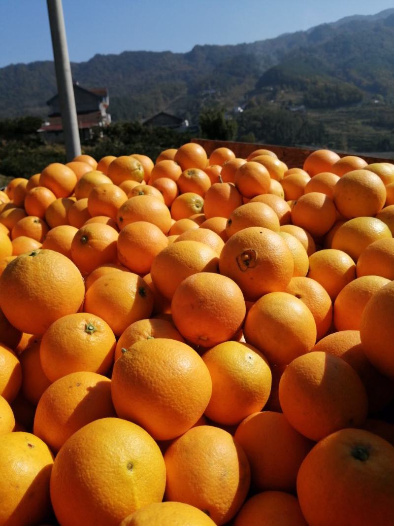 兴山橙子，纽何尔，长虹，圆虹，伦晚，夏橙