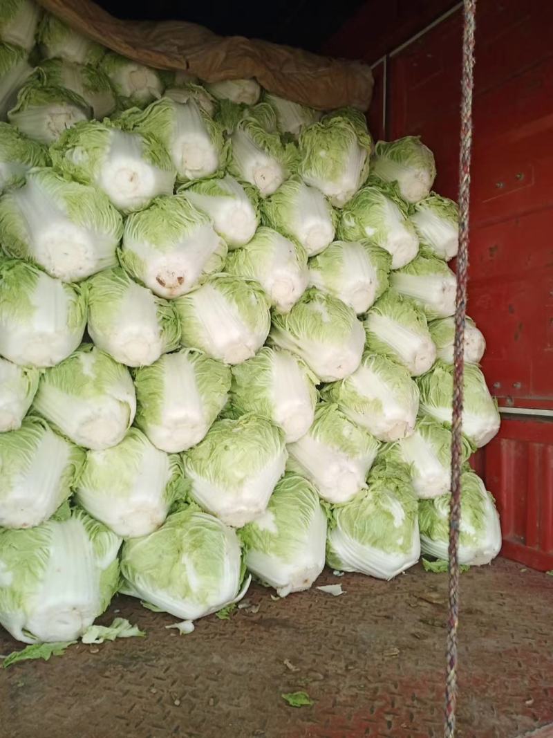 大白菜(色绿圆整)适合各大市场销售和冷库储存