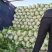 大白菜(色绿圆整)适合各大市场销售和冷库储存