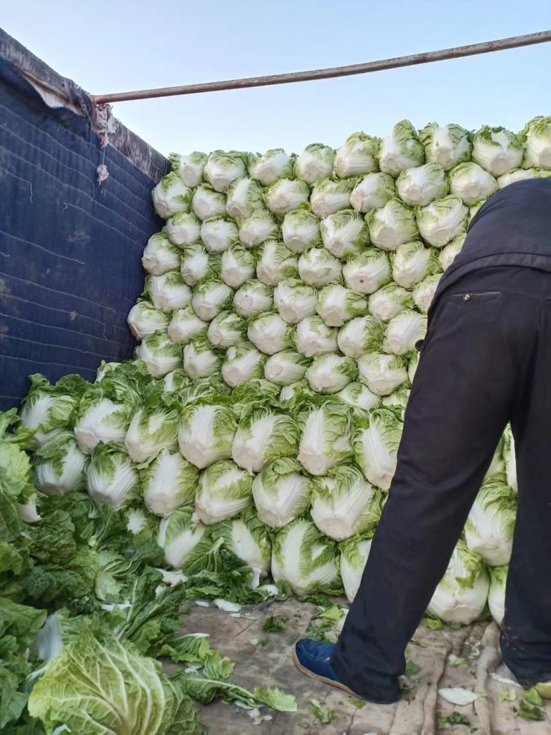 大白菜(色绿圆整)适合各大市场销售和冷库储存