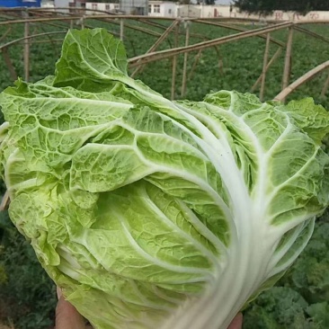大白菜(色绿圆整)适合各大市场销售和冷库储存