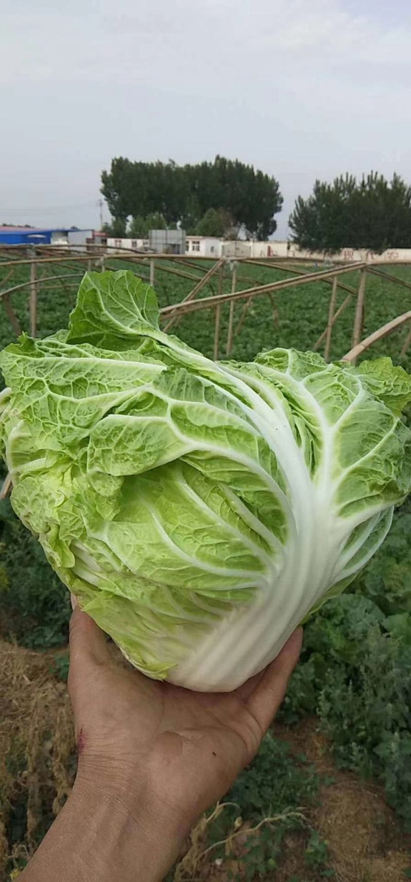 大白菜(色绿圆整)适合各大市场销售和冷库储存