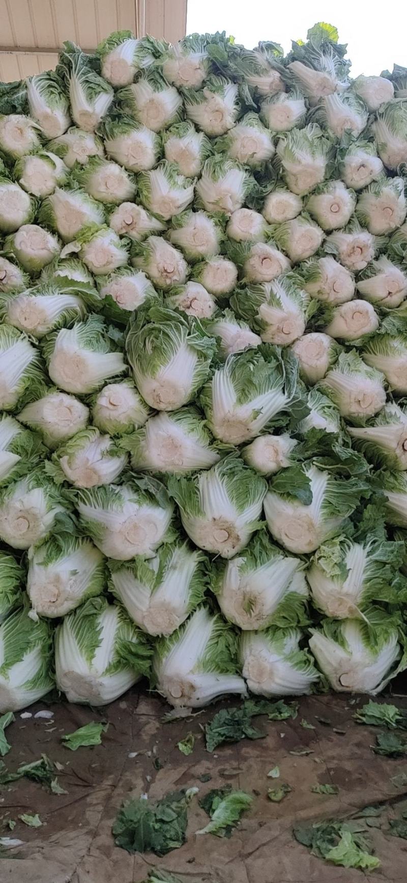 大白菜(色绿圆整)适合各大市场销售和冷库储存
