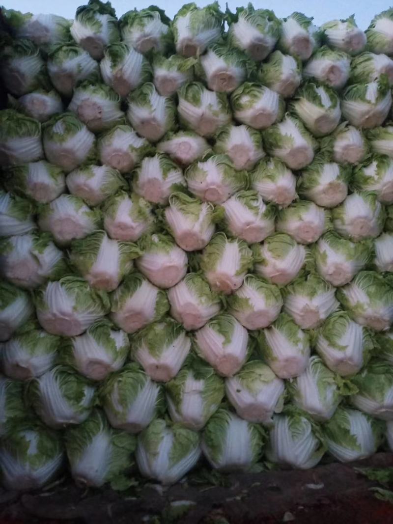 大白菜(色绿圆整)适合各大市场销售和冷库储存