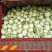 大白菜(色绿圆整)适合各大市场销售和冷库储存