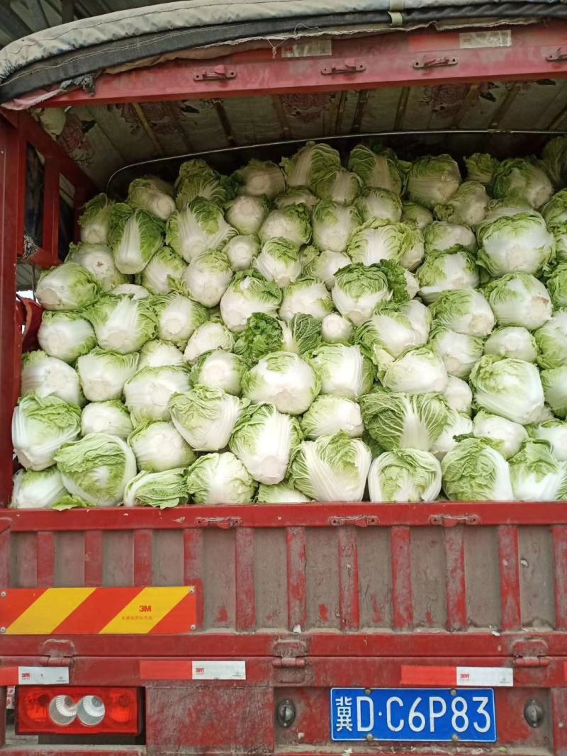 大白菜(色绿圆整)适合各大市场销售和冷库储存