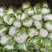 大白菜(色绿圆整)适合各大市场销售和冷库储存