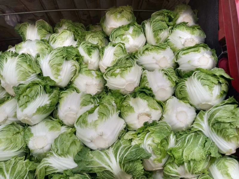 大白菜(色绿圆整)适合各大市场销售和冷库储存