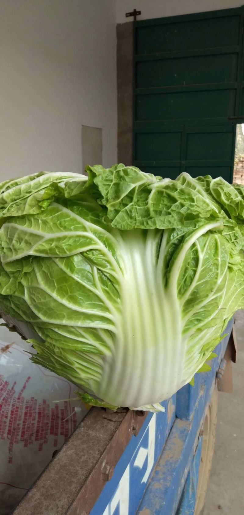 大白菜(色绿圆整)适合各大市场销售和冷库储存