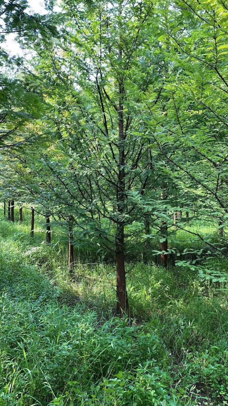 水杉成都水杉基地四川水杉基地精品水杉基地直销