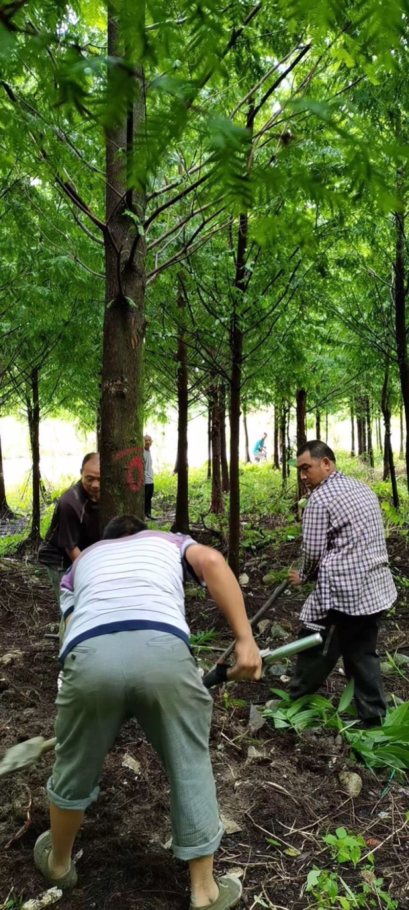 水杉成都水杉基地四川水杉基地精品水杉基地直销