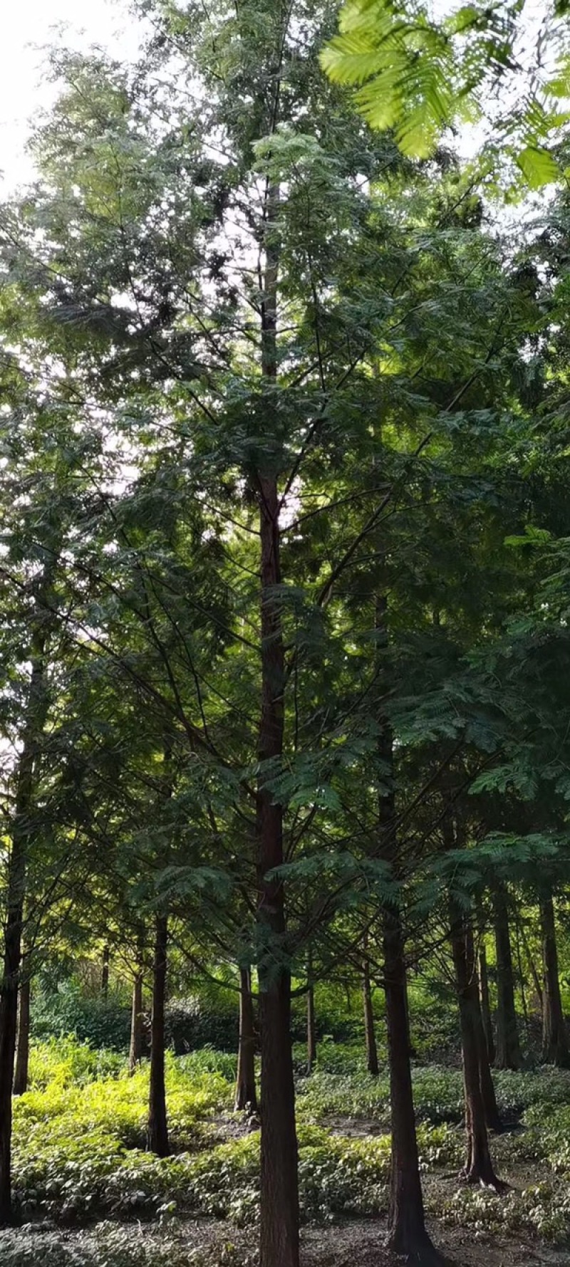 水杉成都水杉基地四川水杉基地精品水杉基地直销