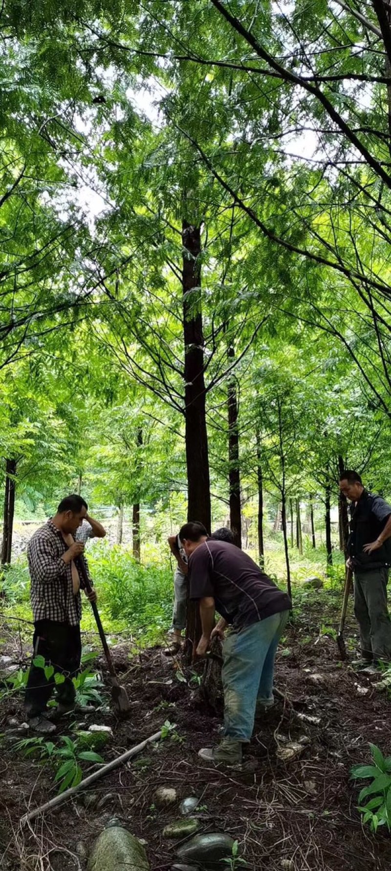水杉成都水杉基地四川水杉基地精品水杉基地直销