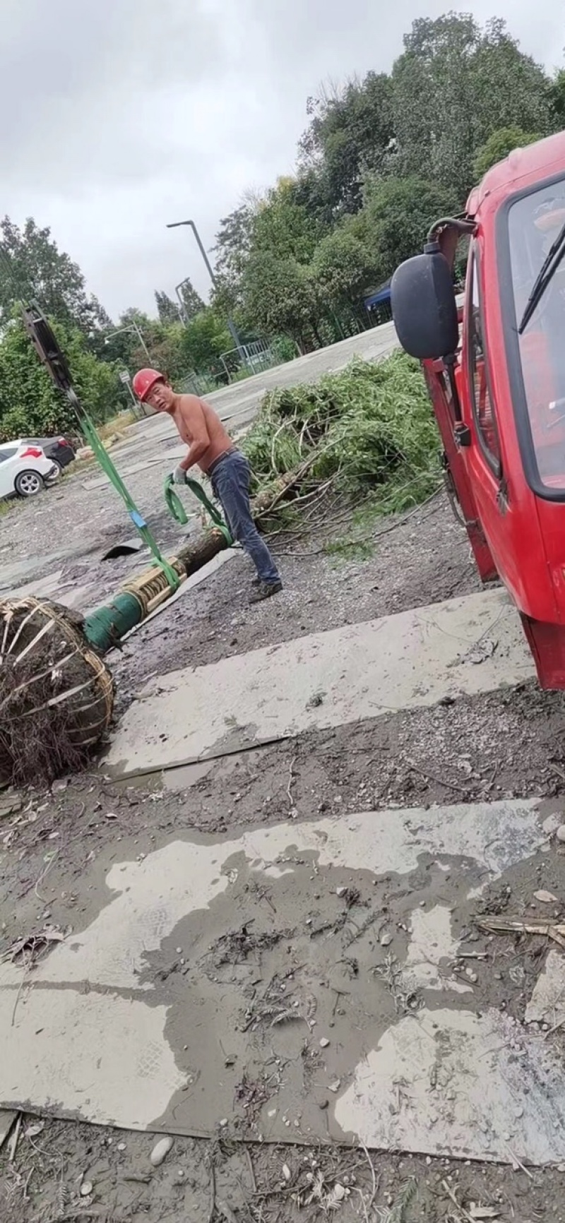水杉成都水杉基地四川水杉基地精品水杉基地直销